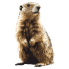Marmots Groundhog
