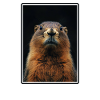 Marmots Groundhog