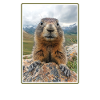 Marmots Groundhog