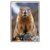 Marmots Groundhog