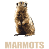 Marmots Groundhog