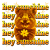 Hey Sunshine – Happy Quokka