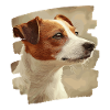 Jacky Russell