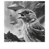 Finch Bird