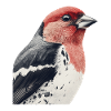 Finch Bird