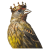 Finch Bird