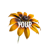 Own Your Glow – Blume & Statement