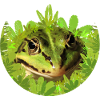 Frog King Prince Tree Frog