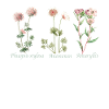 Botanische Illustration Botanical Illustration