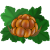 Moltebeere