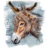 Donkey | Donkey