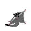 Sugar glider