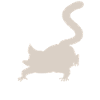 Sugar glider