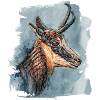 Chamois | Chamois