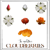 The Evolution of Cloudberries, with frame
