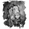 Löwe | lion