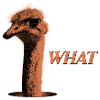 What?! – Grumbling Bouquet