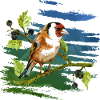 Bunter Vogel