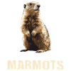 Marmots Groundhog