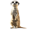 Meerkat Erdmännchen