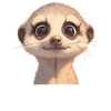 Meerkat Erdmännchen