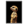Meerkat Erdmännchen