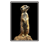 Meerkat Erdmännchen