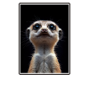 Meerkat Erdmännchen