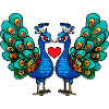 Couple d’oiseau paon e Saint-Valentin