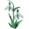 Two snowdrops with ladybugs