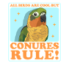 Conure Papageien Conures Geschenk