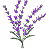Lavendel