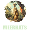 Meerkat Erdmännchen