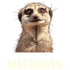 Meerkat Erdmännchen