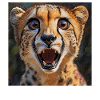 Gepard