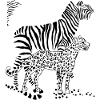 Leopard and Zebra