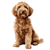 Labradoodle