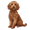 Labradoodle