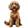 Labradoodle