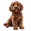 Labradoodle