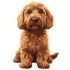 Labradoodle