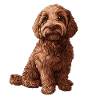 Labradoodle