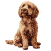 Labradoodle