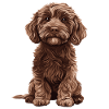 Labradoodle