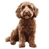 Labradoodle