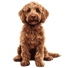 Labradoodle