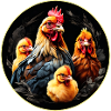 Cute chicken family