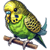 Budgerigar