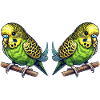 Budgie 2