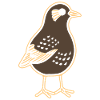 Bécasse